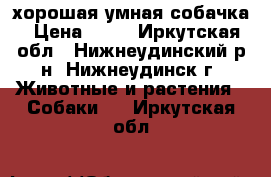 хорошая умная собачка › Цена ­ 50 - Иркутская обл., Нижнеудинский р-н, Нижнеудинск г. Животные и растения » Собаки   . Иркутская обл.